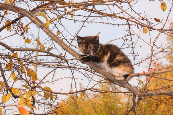 котенок на дереве - Мария Комарова