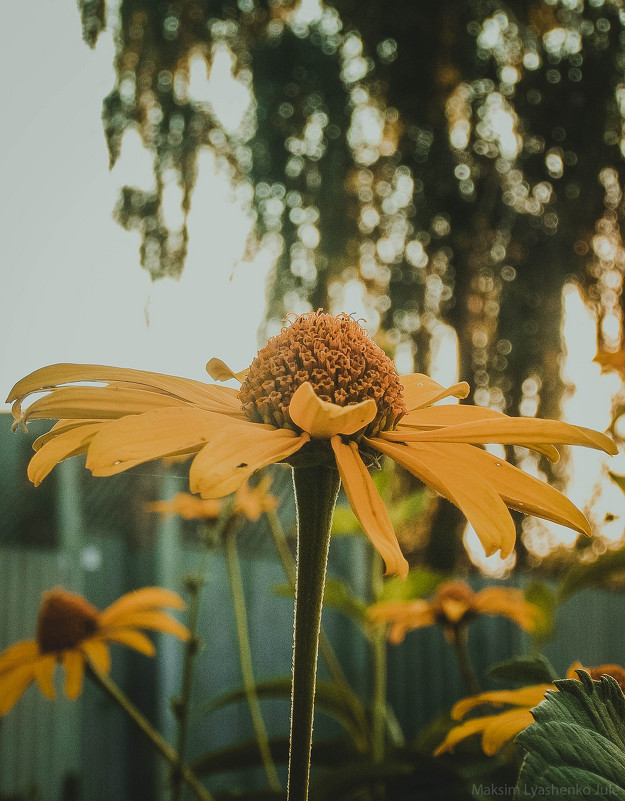 Под солнечным лучем - maksimonphoto 