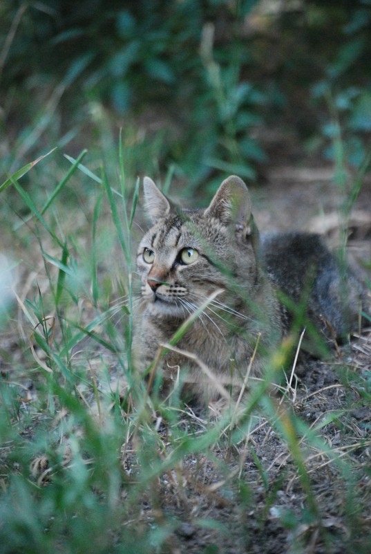 Кот - Арина 