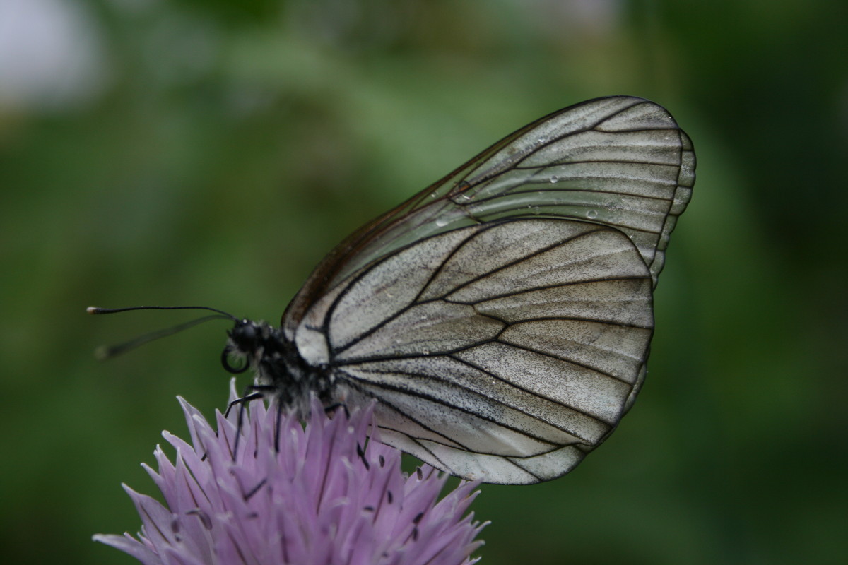 Бабочка на цветке - Соня Анисимова