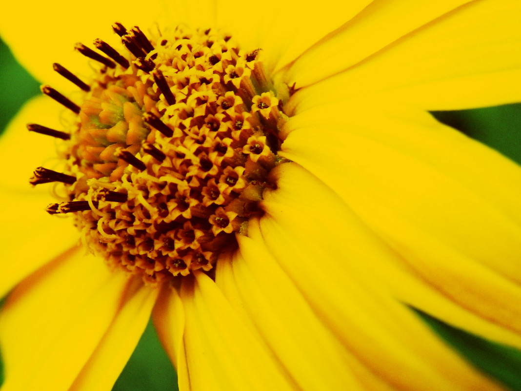 цветок,как солнце...манит и держит взгляд - Александра Хитрук