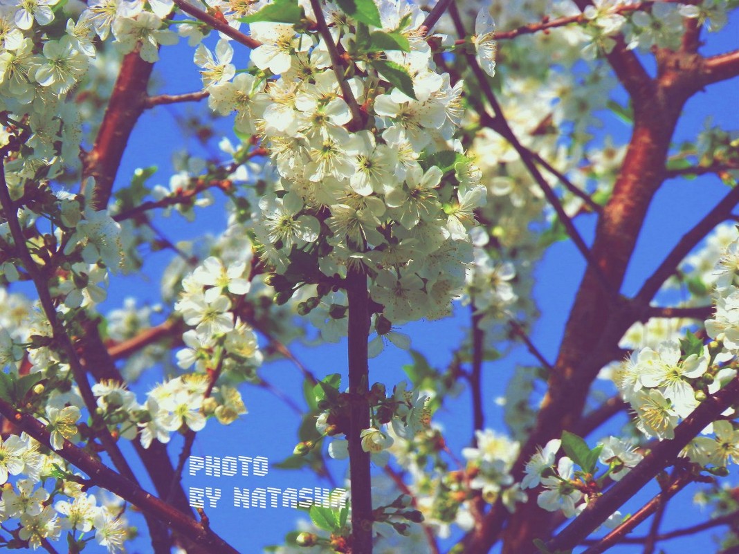 Весна - Наталия Пацюк
