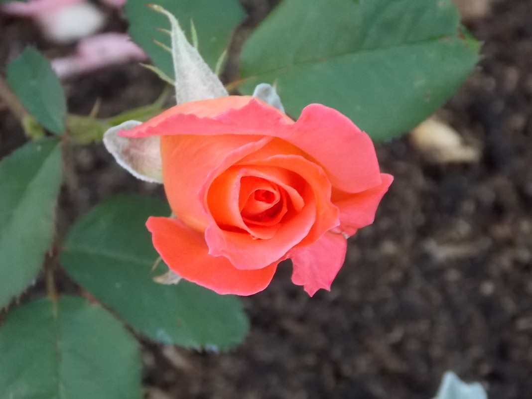 Персиковая роза - Юлия 