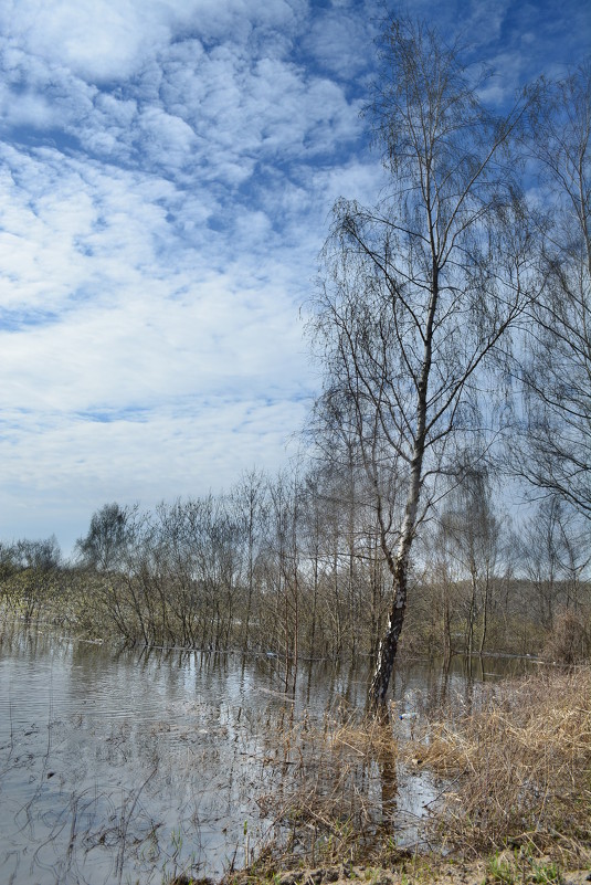 Берёза среди воды. - Ромкас Меркушев