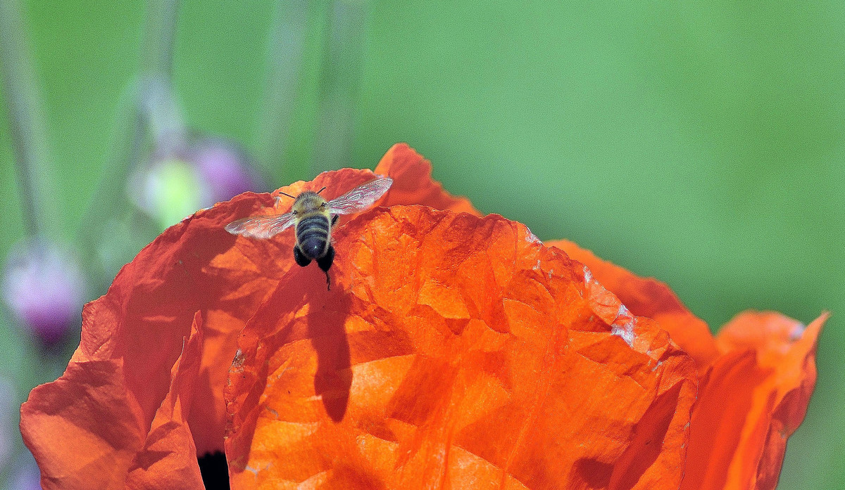 В полдень, пчела отбрасывает тень на лепесток мака - Владимир Анакин