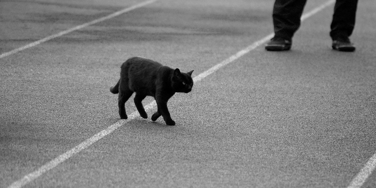 Кошка, которая гуляет сама по себе - Дмитрий Петренко