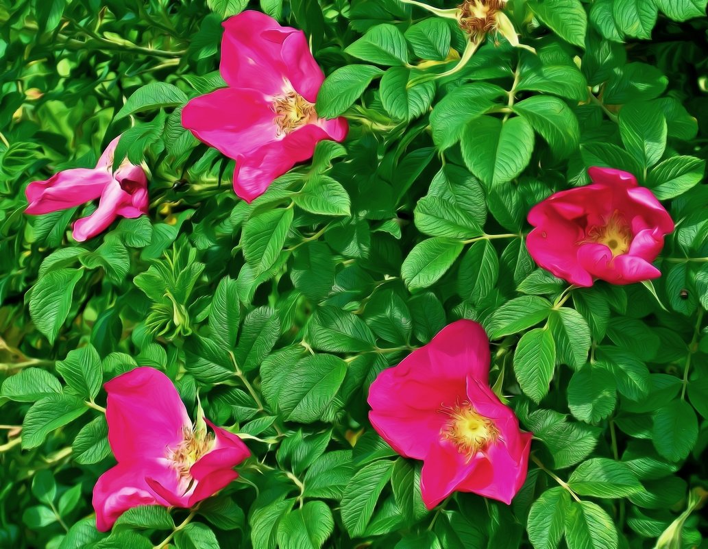 Сказочные  цветы   шиповника - Фотогруппа Весна