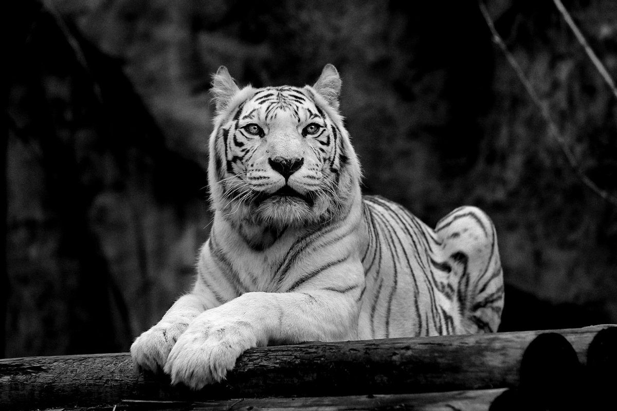 Снежный тигр - Александр 