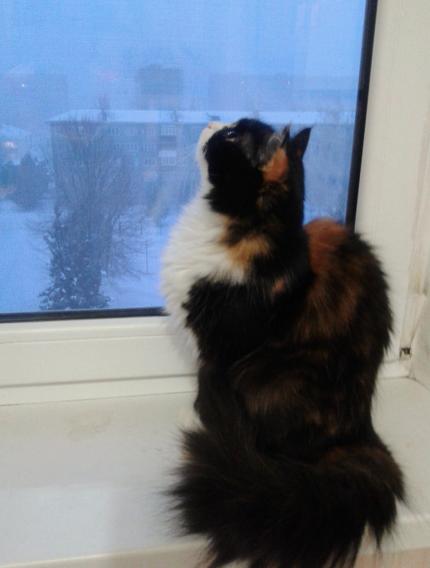 Снова кружатся снежинки за окном... - Татьяна 
