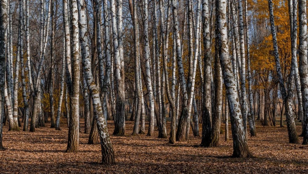 А берёзки уже спят - Виктор Индюхин