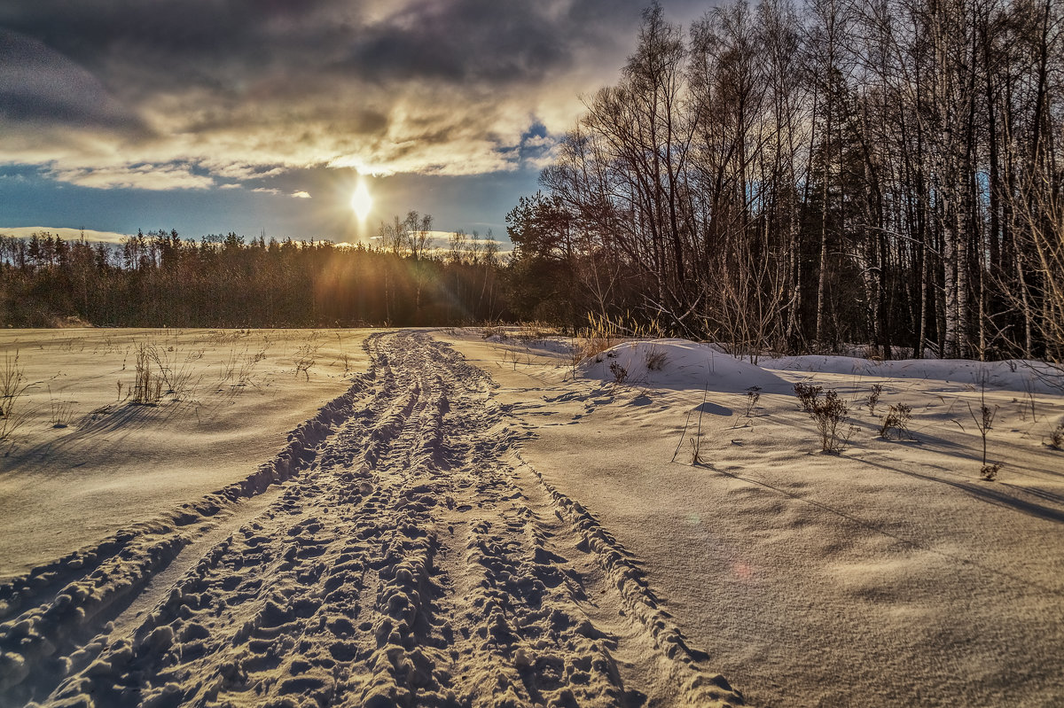 Солнце над лесом - Андрей Дворников