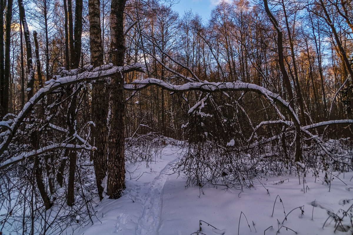В зимнем лесу - Андрей Дворников