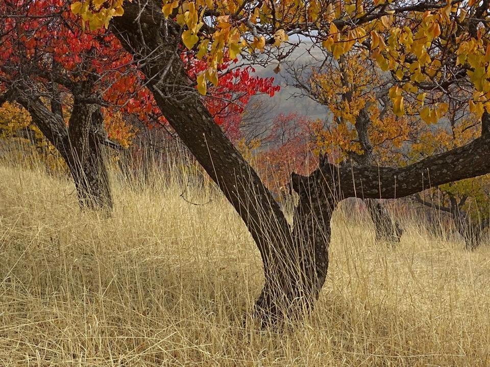 ПРОГУЛКА. - Виктор Осипчук