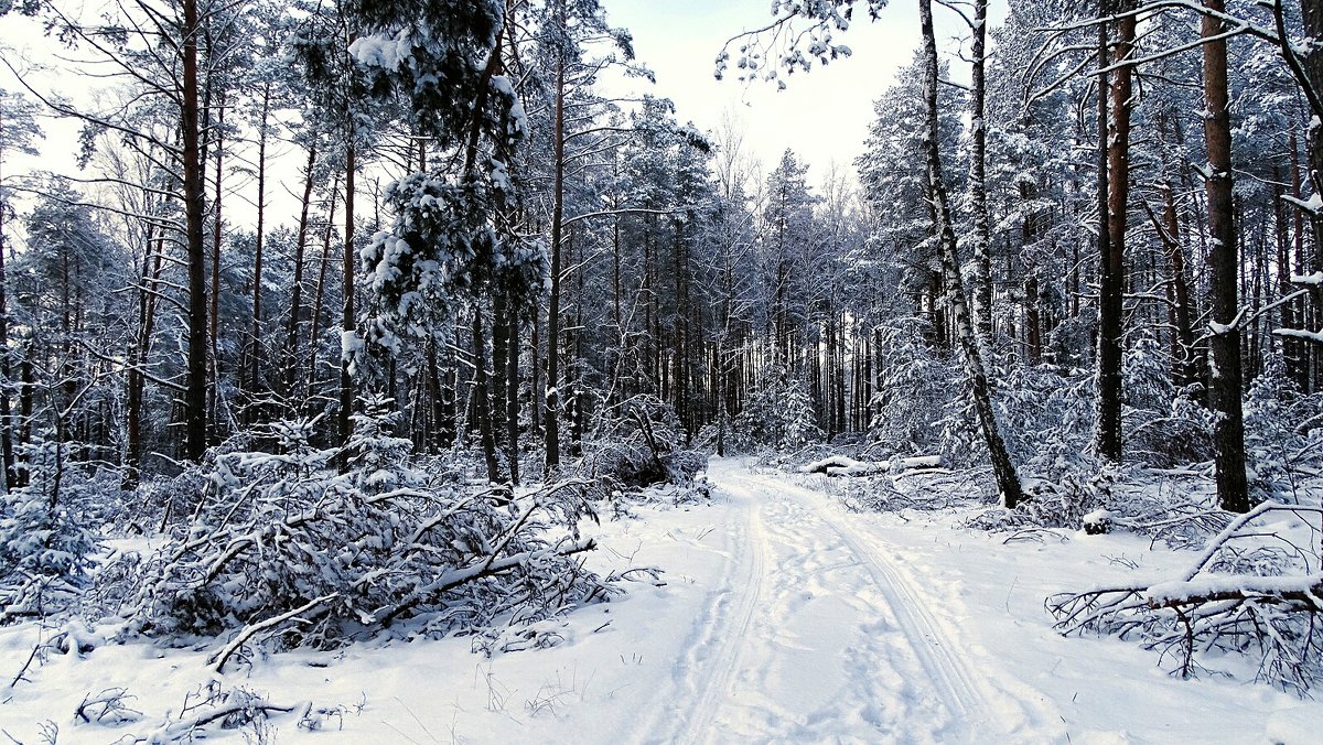 В зимнем лесу - Милешкин Владимир Алексеевич 