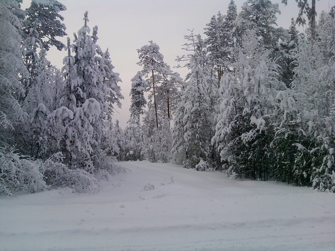 Зимний лес - Надежда Малинкина