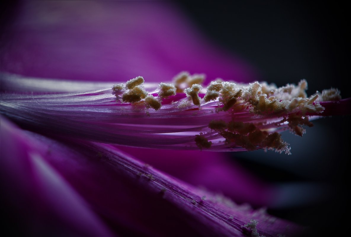 Цветок декабриста - фазил керимов 