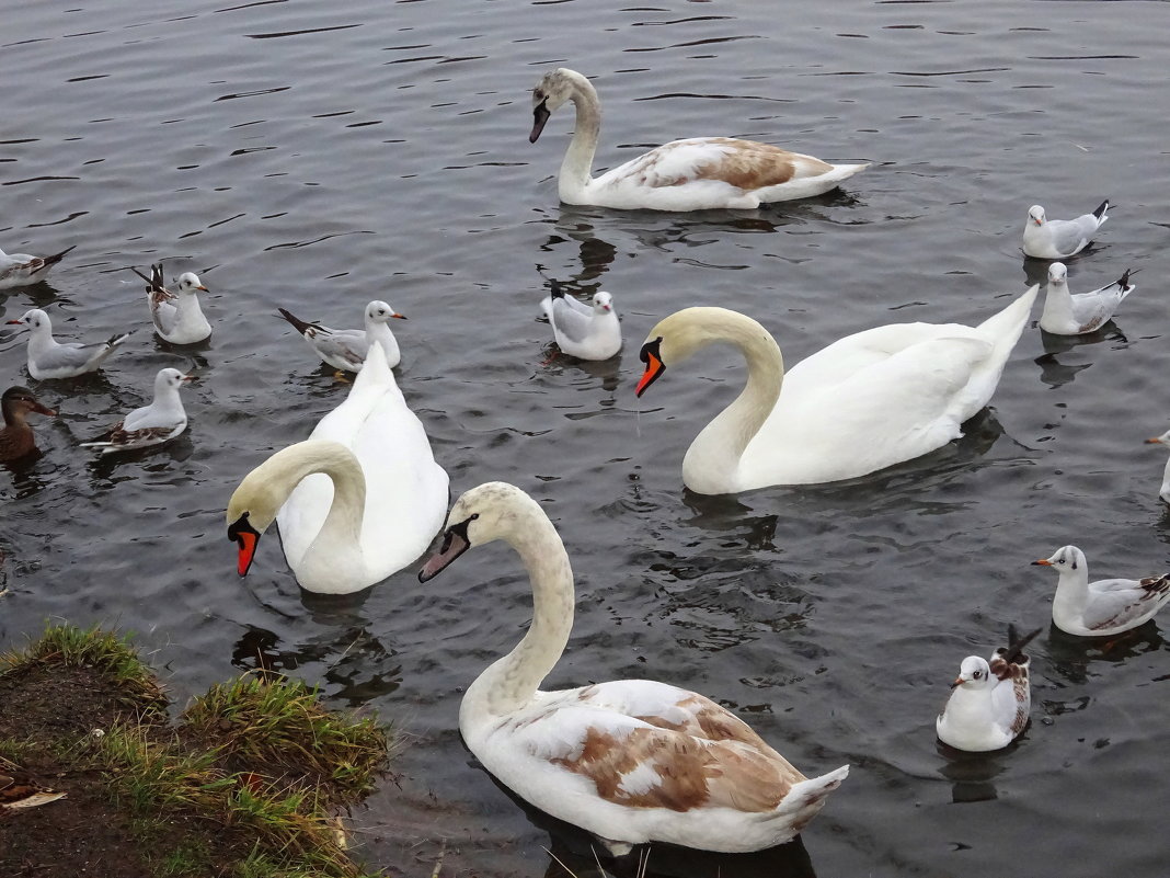 На парковом озере появилась новая лебединая семья - Маргарита Батырева