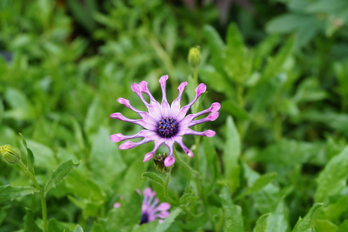 Гибридный сорт Osteospermum ‘Pink Whirls’ - Natalia Harries