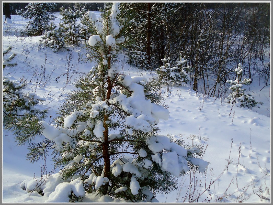 В зимнем лесу - Ирина Голубева