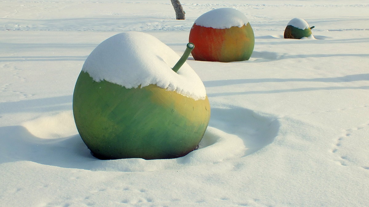 яблоки на снегу... - Александр Прокудин