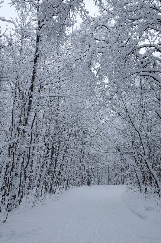 Прогулка по зимнему лесу - Сергей Тагиров