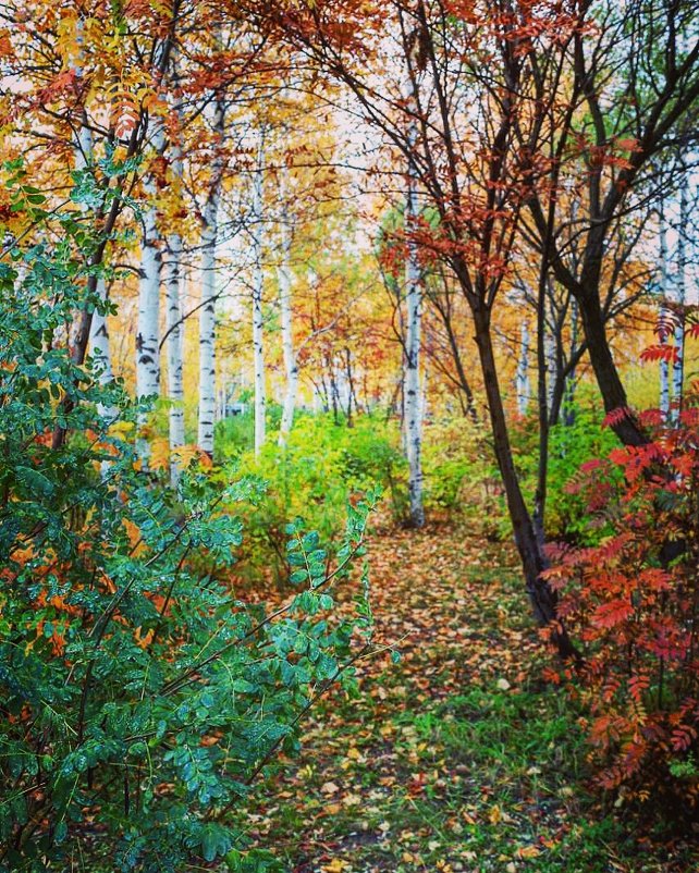 Осенний лес - Анна Дорофеева