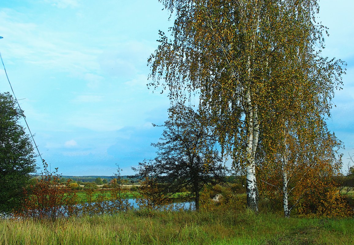 сквозь березки - оксана 