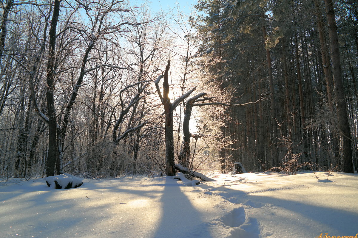 В зимнем сказочном лесу - Андрей Заломленков