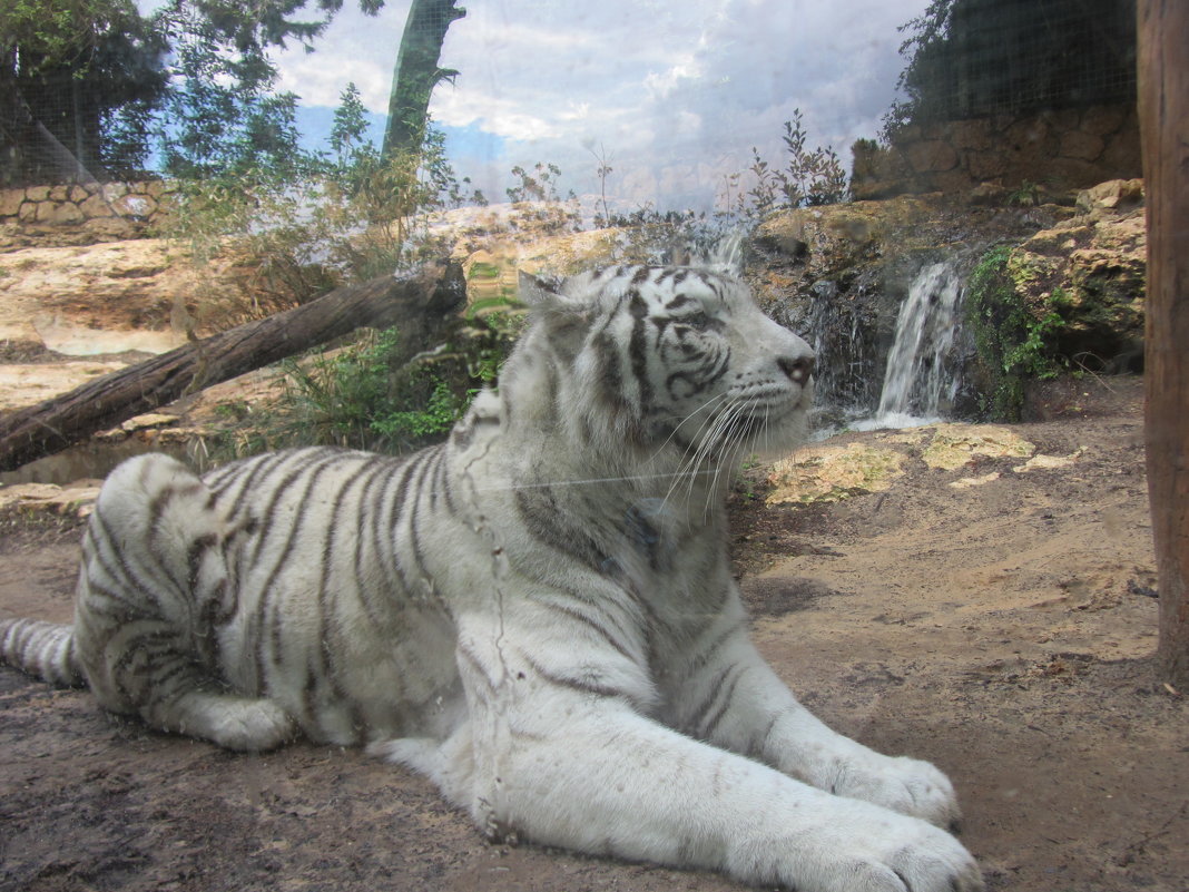 Бенгальский тигр - Герович Лилия 