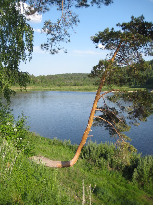 Опокские сосны - Алексей Хохлов