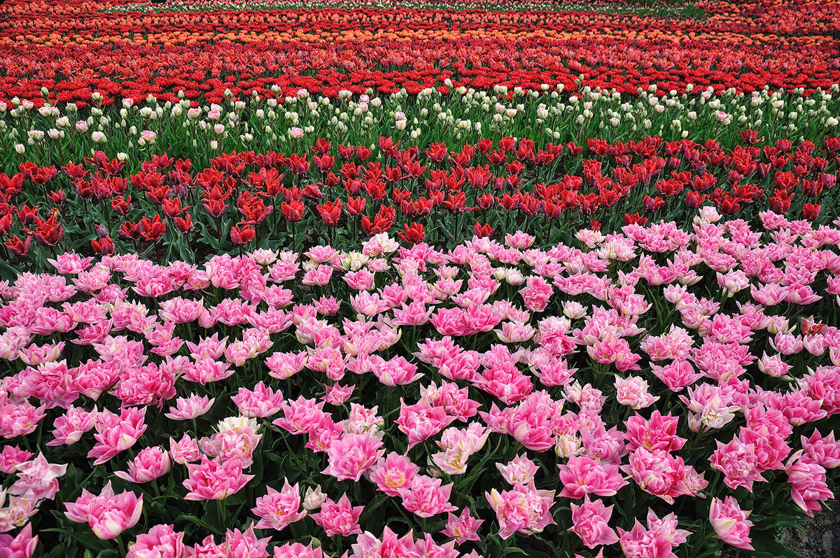 парк цветов Кёкенхоф -тюльпаны - igor 