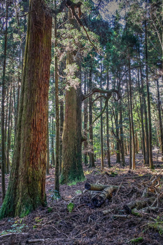 Японский лес богов - Slava Hamamoto