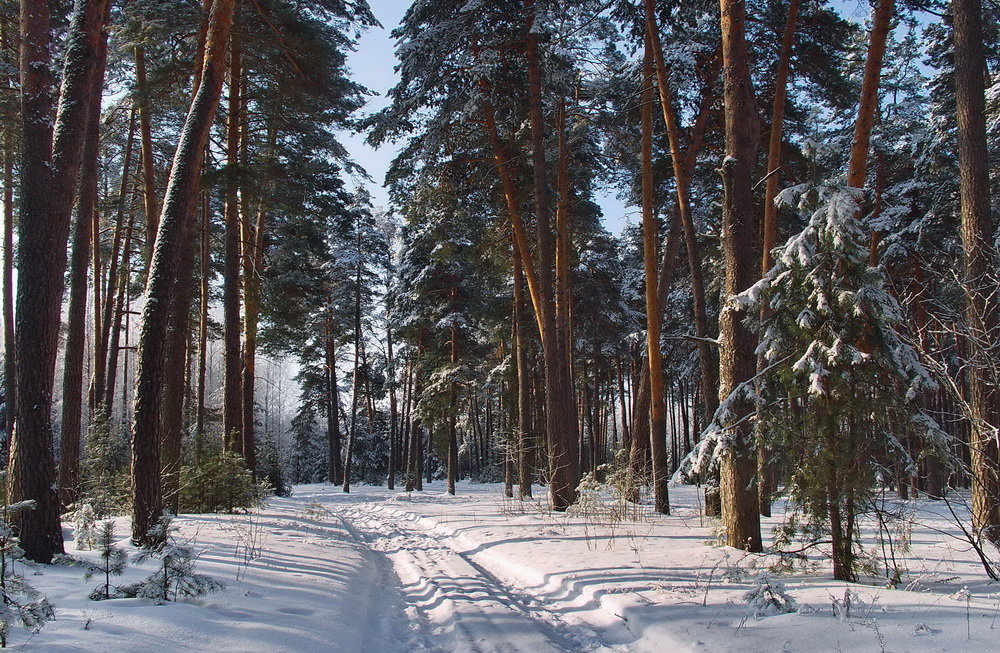 И память спутником  незримым... - Лесо-Вед (Баранов)