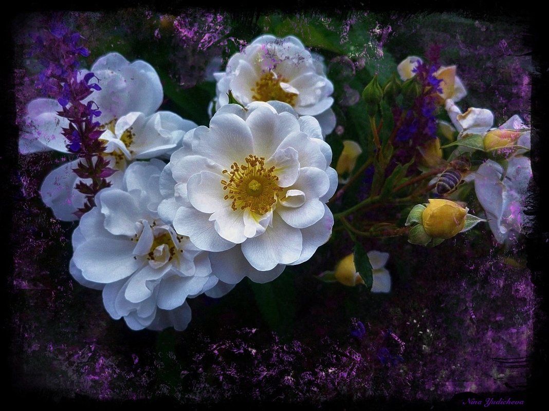 Белые розы - Nina Yudicheva