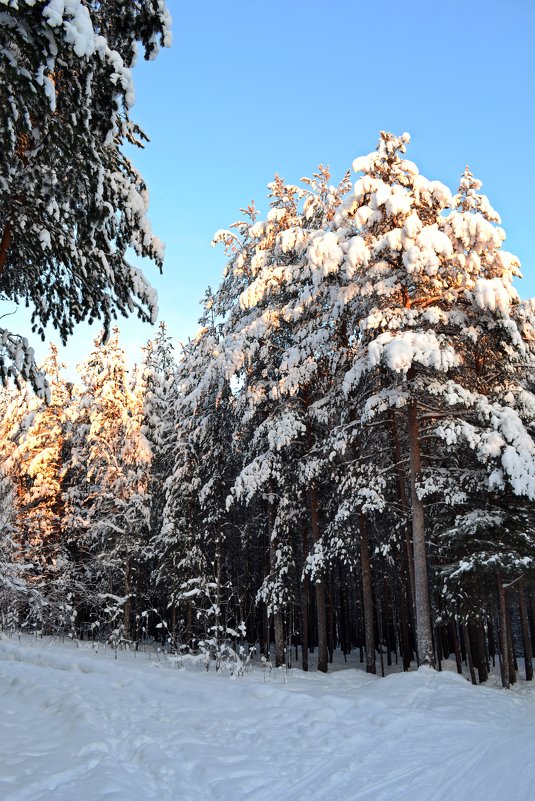 Зимний лес - Ольга 