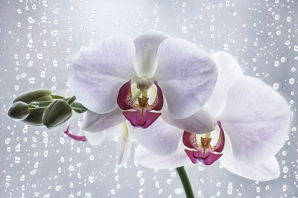 Орхидея на плачущем окне - Ирина Приходько