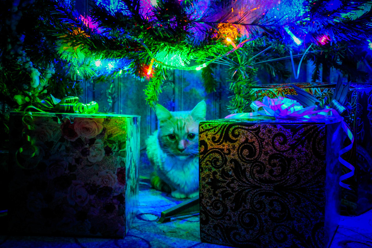 кот у елки - Ирина 