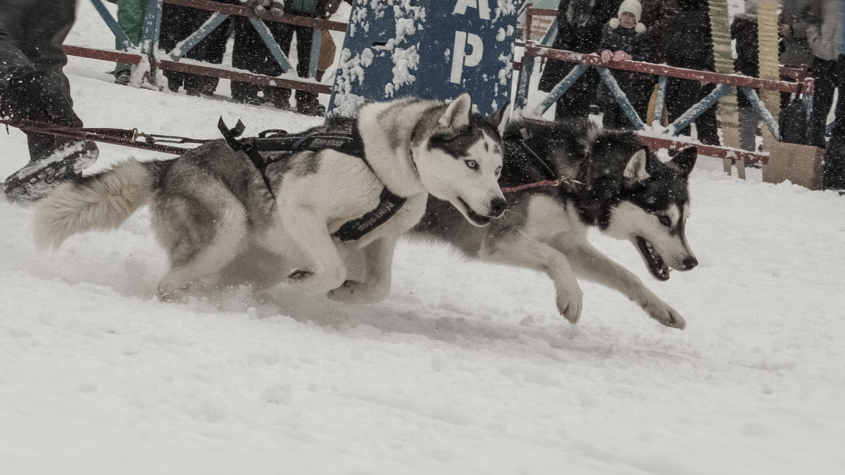 Рождественская гонка на собачьих упряжках - Елена Логачева