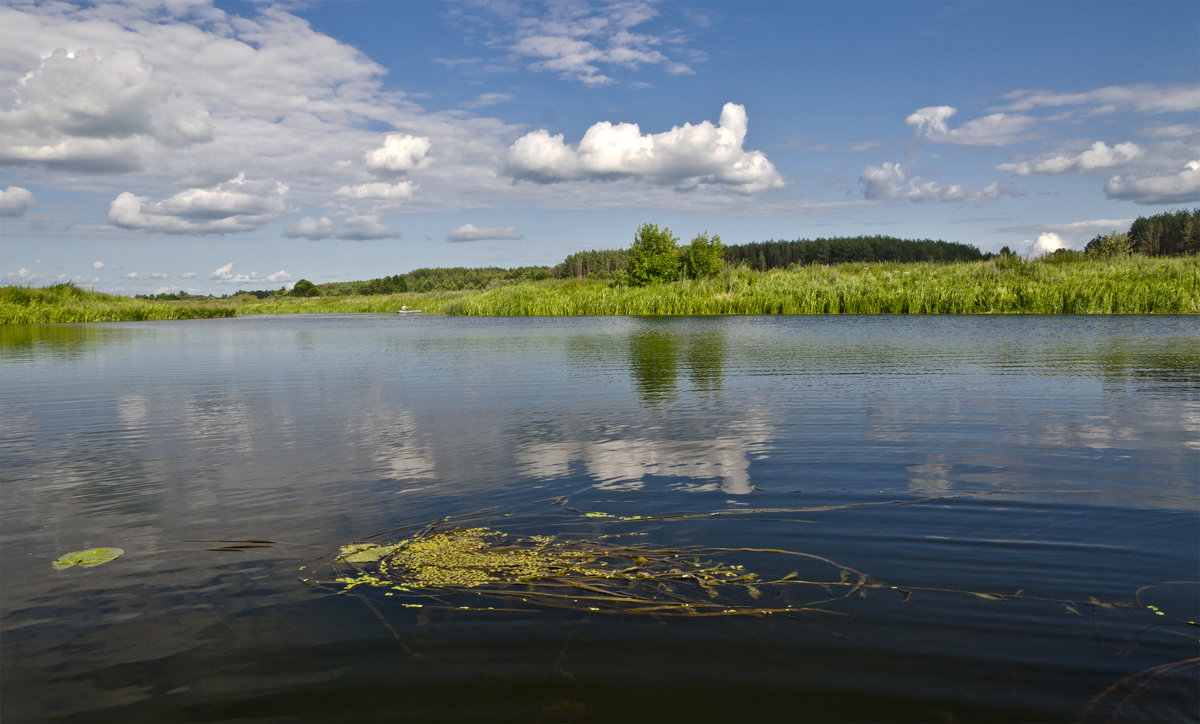 Река Судость - Александр Березуцкий (nevant60)