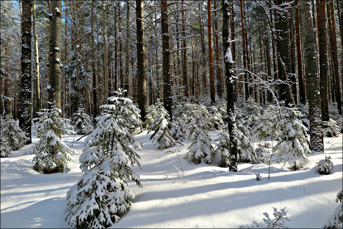Зимний лес - Leonid Rutov