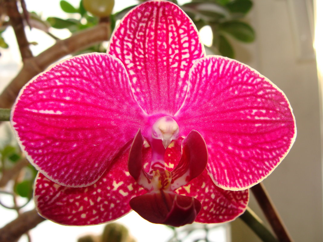 Орхидея - laana laadas