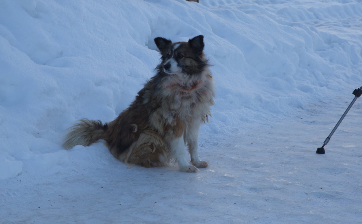 Северные собаки охотно принимают штатив за бур для зимнего лова - Александра 