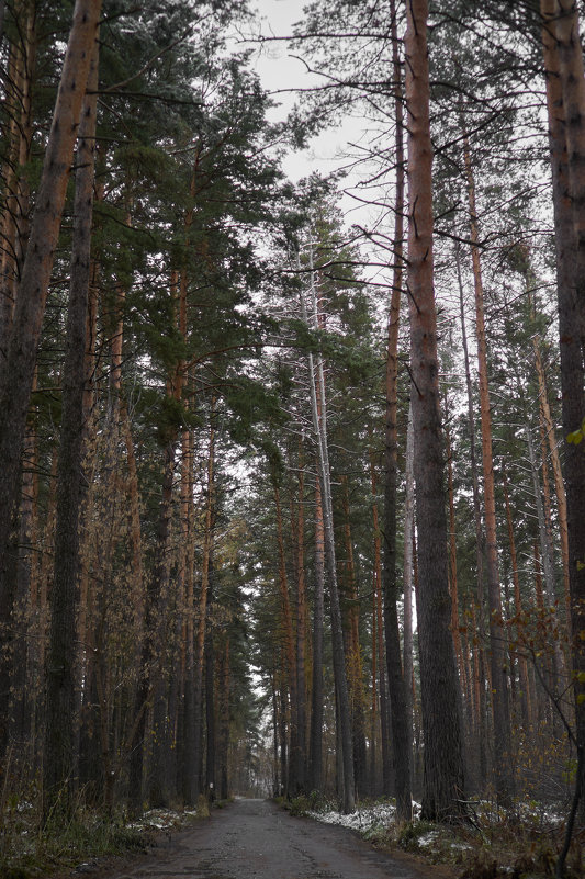 Зимний лес - Михаил Фролов