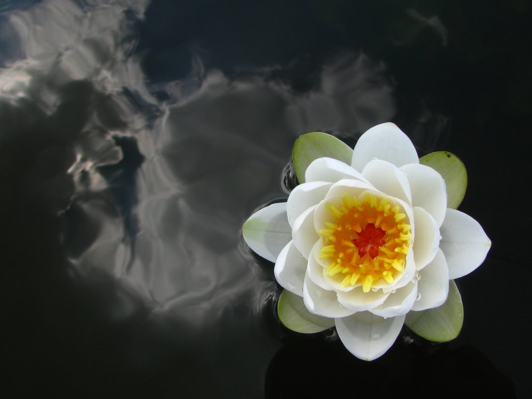 Черный пруд с цветущей лилией - Валерий Кишилов
