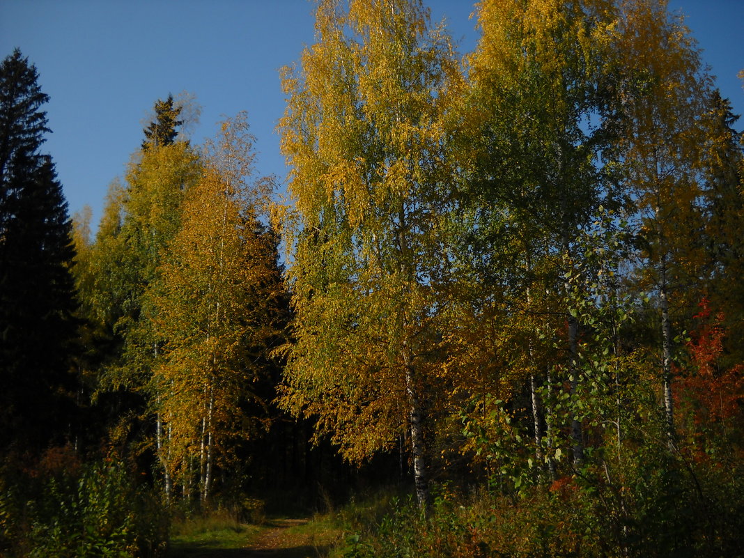 осень - Александр Попков