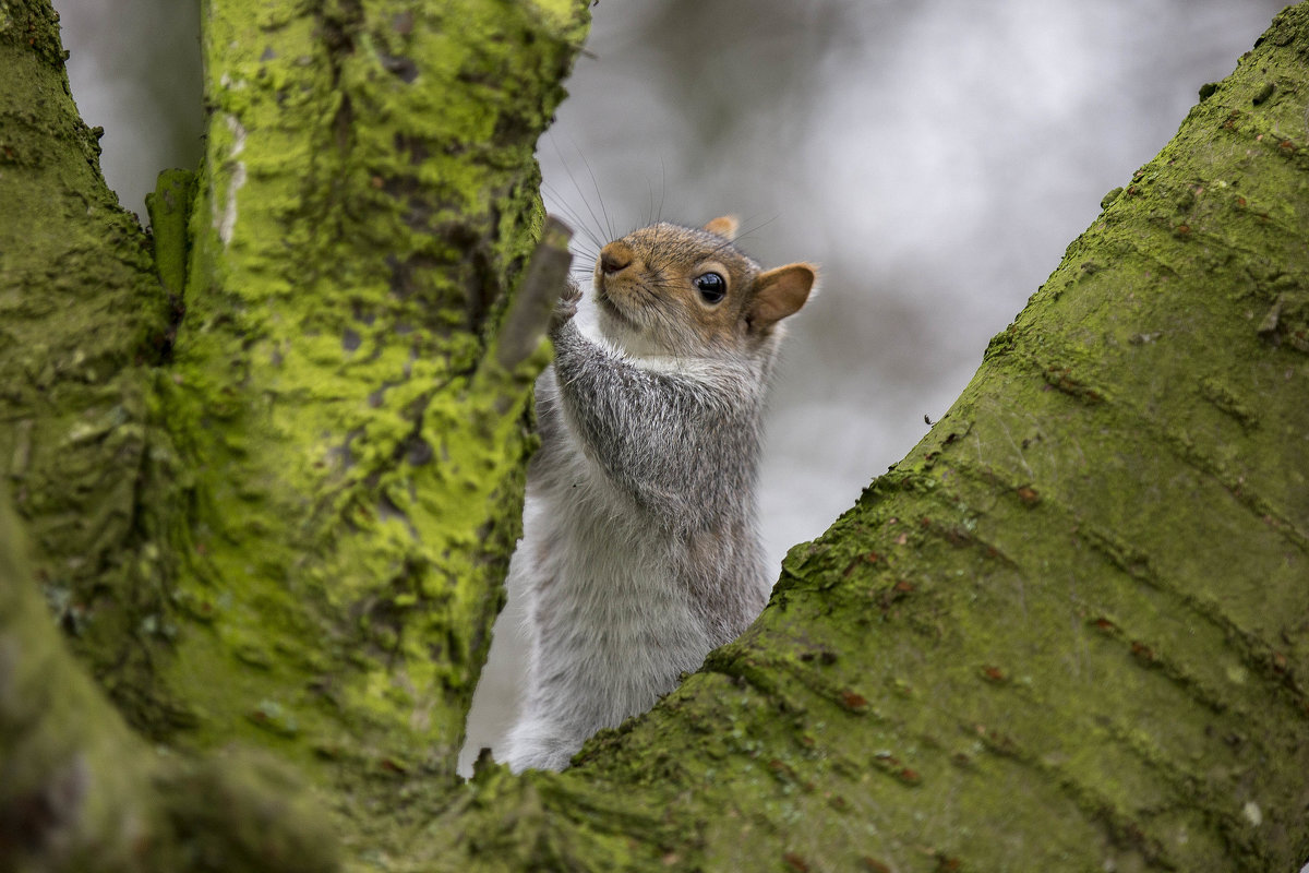 Squirrel - Vitaliy Turovskyy