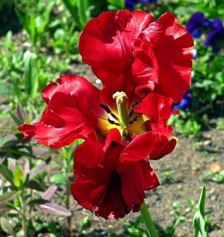 Отцветающий тюльпан - Вера Щукина