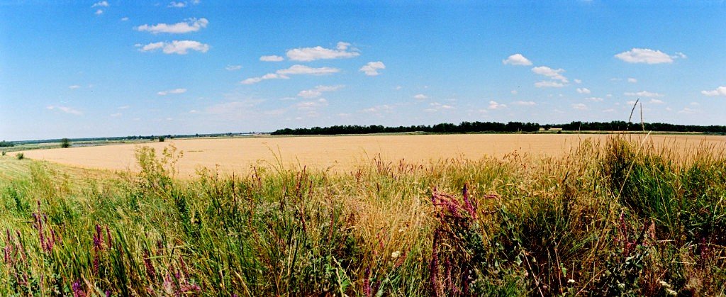 Пшеничные дали - Михаил 