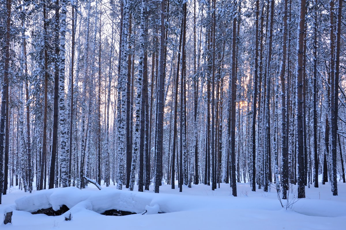 зимний лес - djangalina *