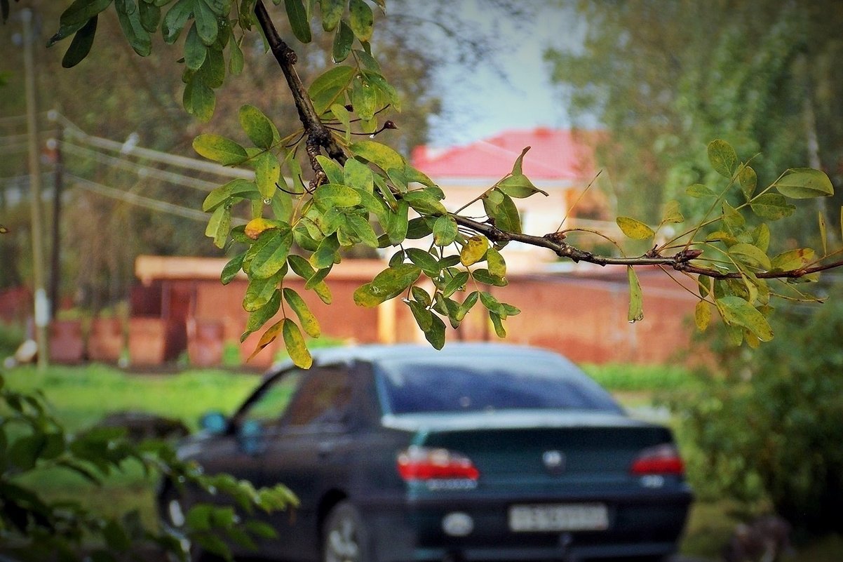 Капельки дождя на осенних листьях - Фотогруппа Весна